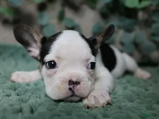 French Bulldog dogs Panda - Ad 29