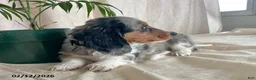 Miniature Dachshund dogs for sale: Cody - Ad 3