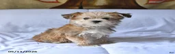Yorkiepoo dogs for sale: Sparkey   - Ad 2