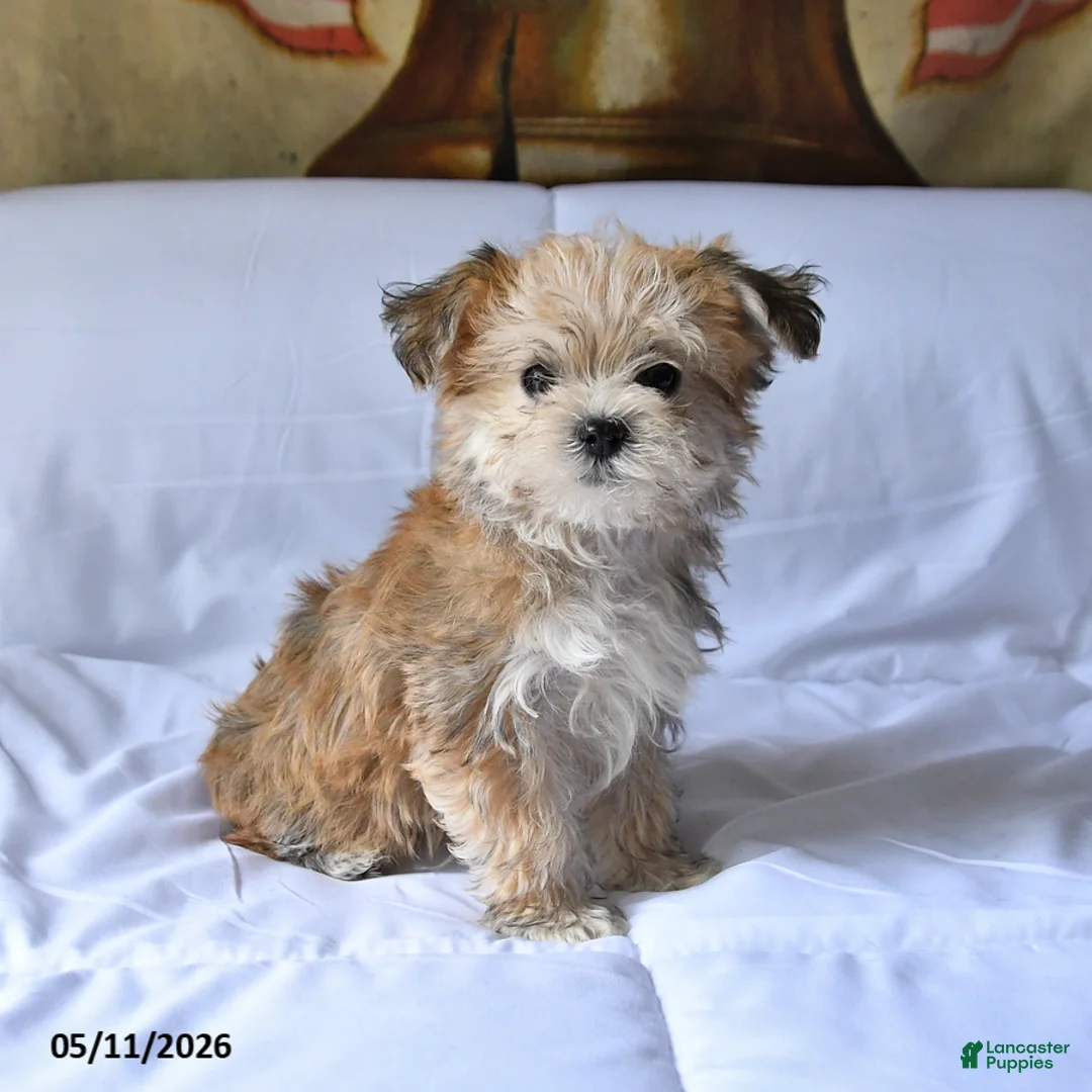 Yorkiepoo dogs for sale: Sparkey   - Ad 2