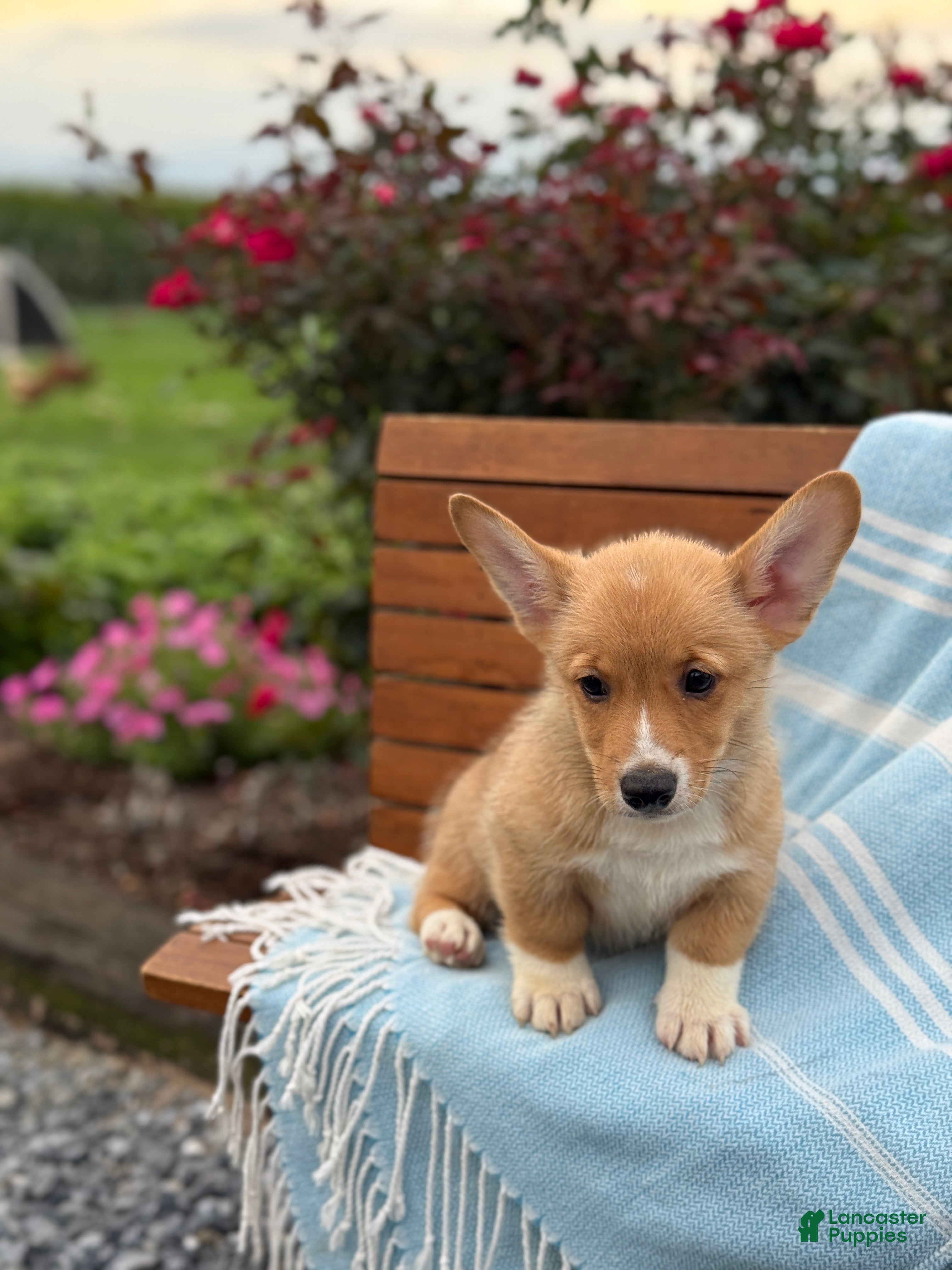 Welsh Corgi Pembroke dogs for sale: Jasper - Ad 4