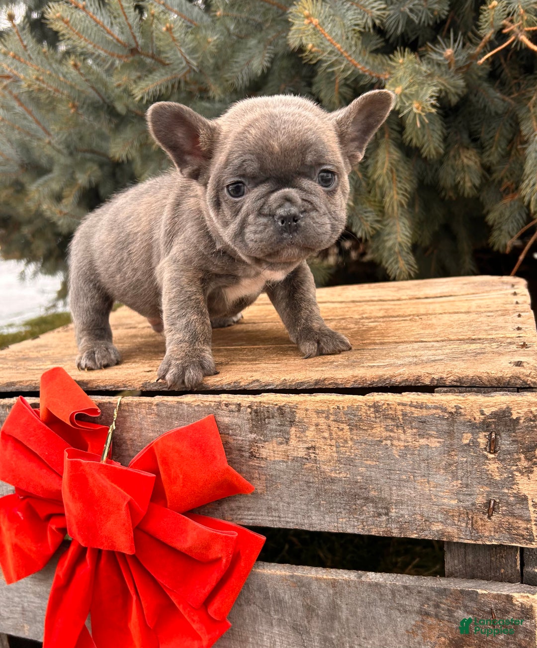 French Bulldog dogs for sale: Knox - Ad 4