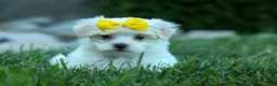 Maltese dogs for sale: PEBBLES - Ad 4