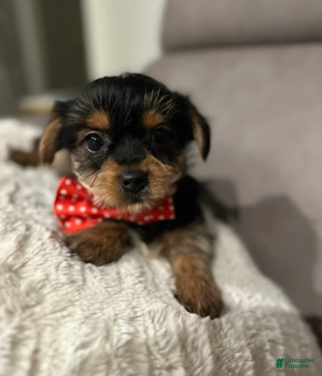 Yorkshire Terrier dogs for sale: Koda - POTTY And CRATE TRAINING NOW HOME RAISED - Ad 1