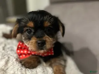 Yorkshire Terrier dogs Koda - POTTY And CRATE TRAINING NOW HOME RAISED - Ad 36