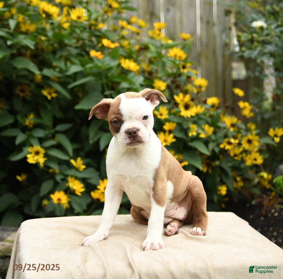 Boston Terrier dogs Mauve - Ad 27