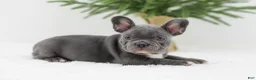 French Bulldog dogs for sale: Hannah - Ad 7