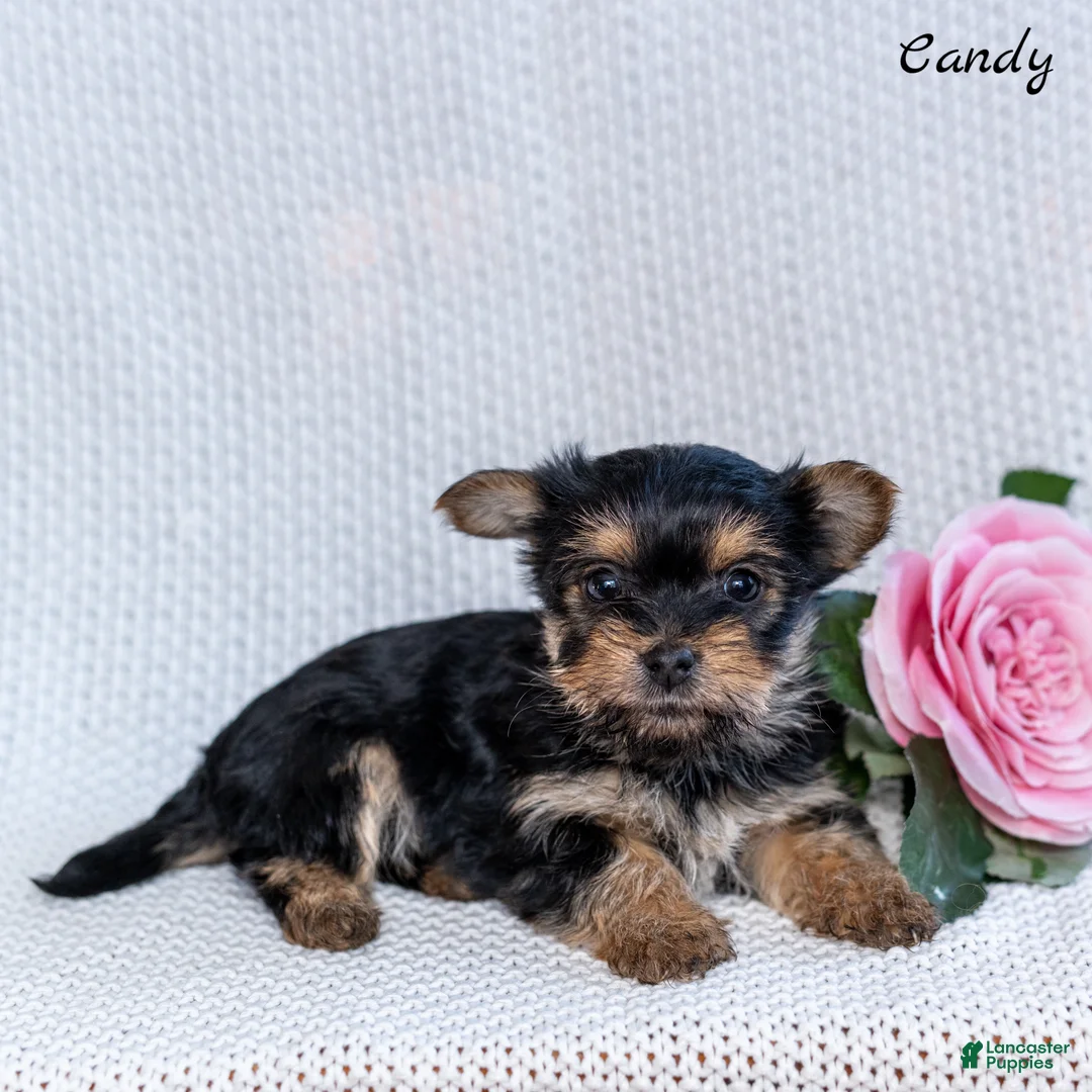 Morkie dogs for sale: Candy - Ad 2