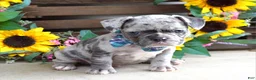 French Bulldog dogs for sale: Louie - Ad 3
