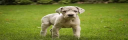 Great Dane dogs for sale: Beatrice Great Dane  - Ad 4