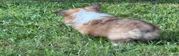 Welsh Corgi Pembroke dogs for sale: Fluffy Girl - Ad 12