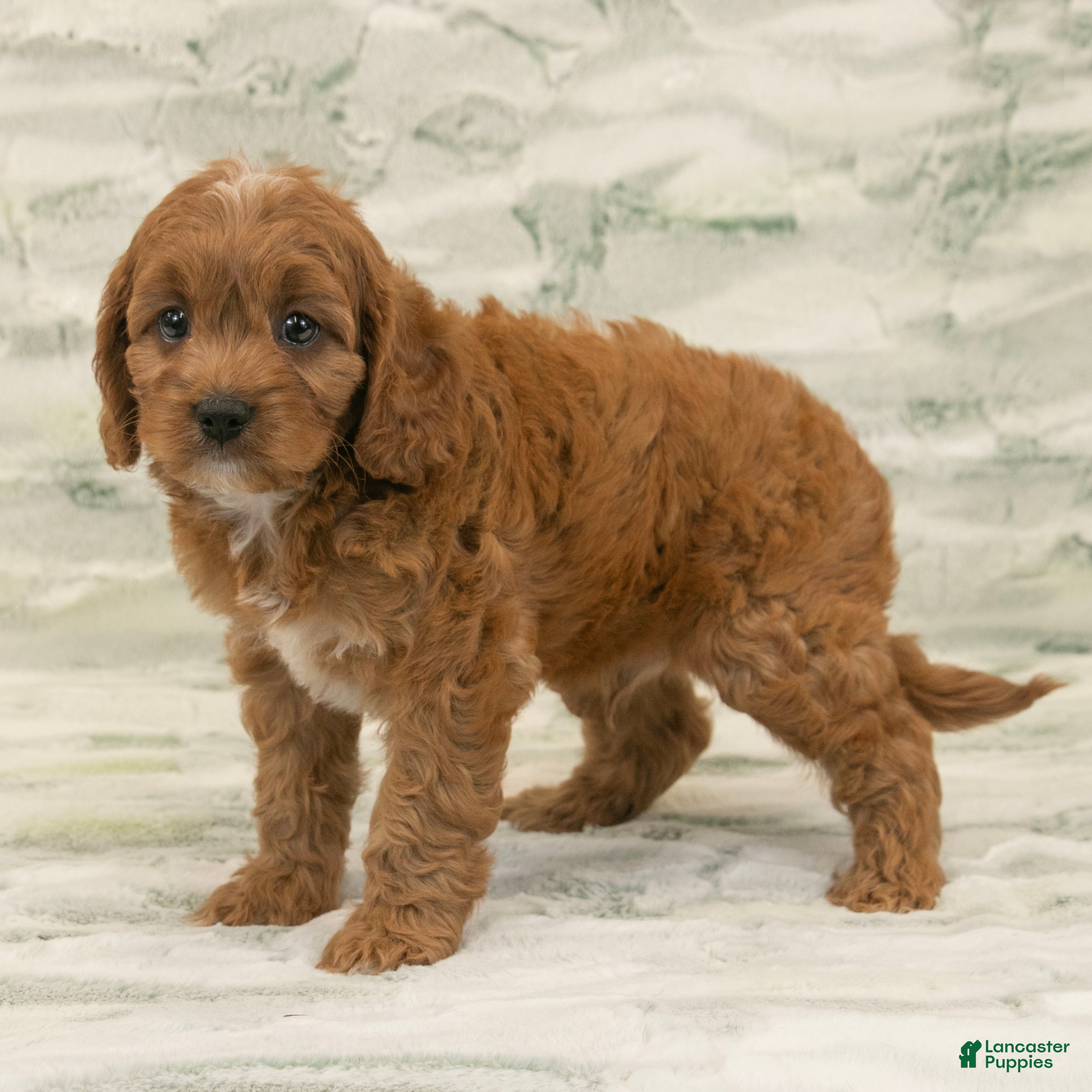 Cavapoo dogs Max - Ad 1