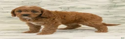 Cavapoo dogs for sale: Max - Ad 1