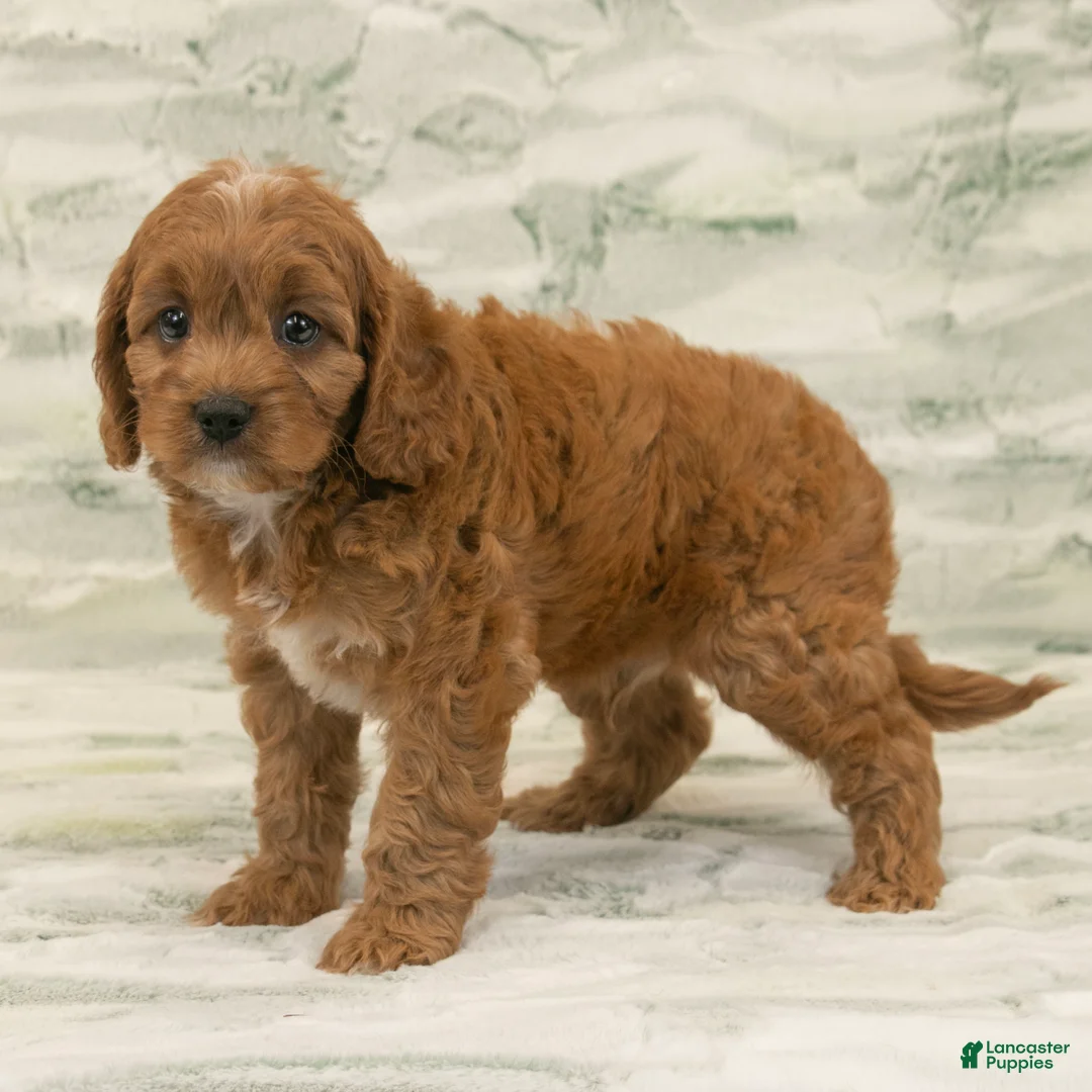 Cavapoo dogs for sale: Max - Ad 1