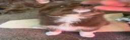Australian Shepherd dogs for sale: Australian Shepherd 7 - Ad 12