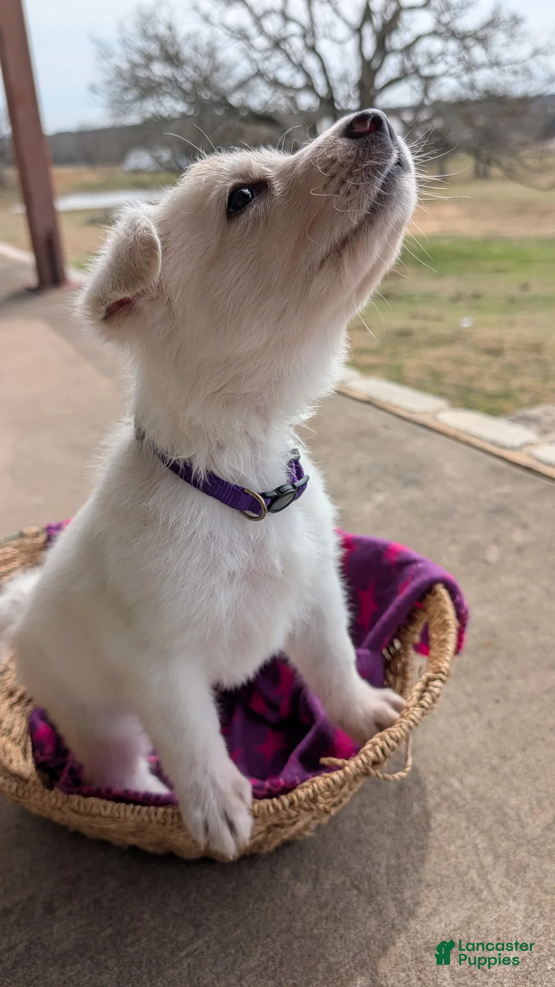 German Shepherd dogs for sale: McKinley - Ad 3