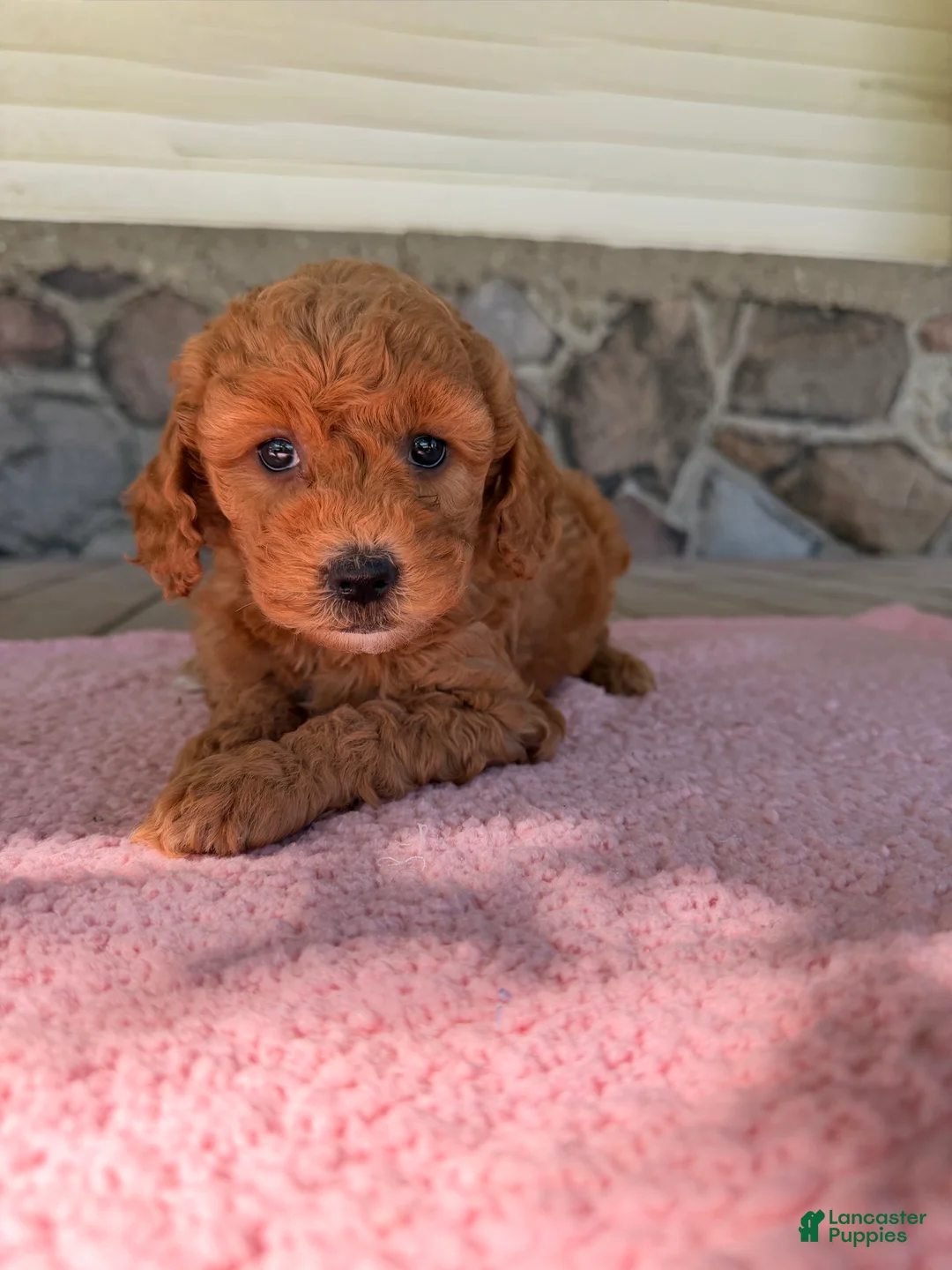 Mini Goldendoodle dogs for sale: Fern - Ad 1
