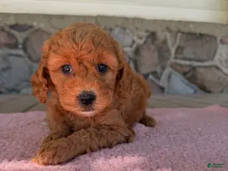 Mini Goldendoodle dogs Fern - Ad 1