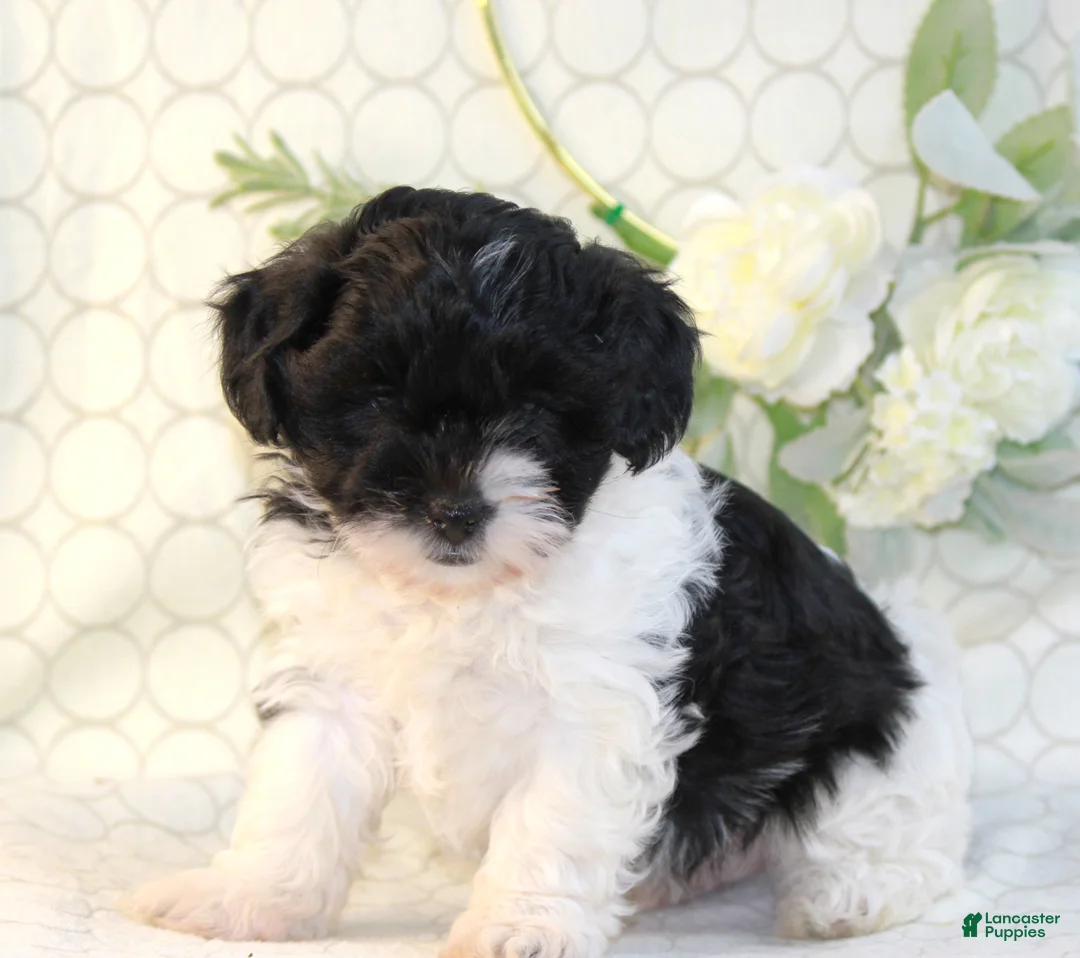 Shihpoo dogs for sale: Rylo - Ad 3