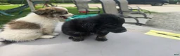 Pomchi dogs for sale: Mittens - Ad 10