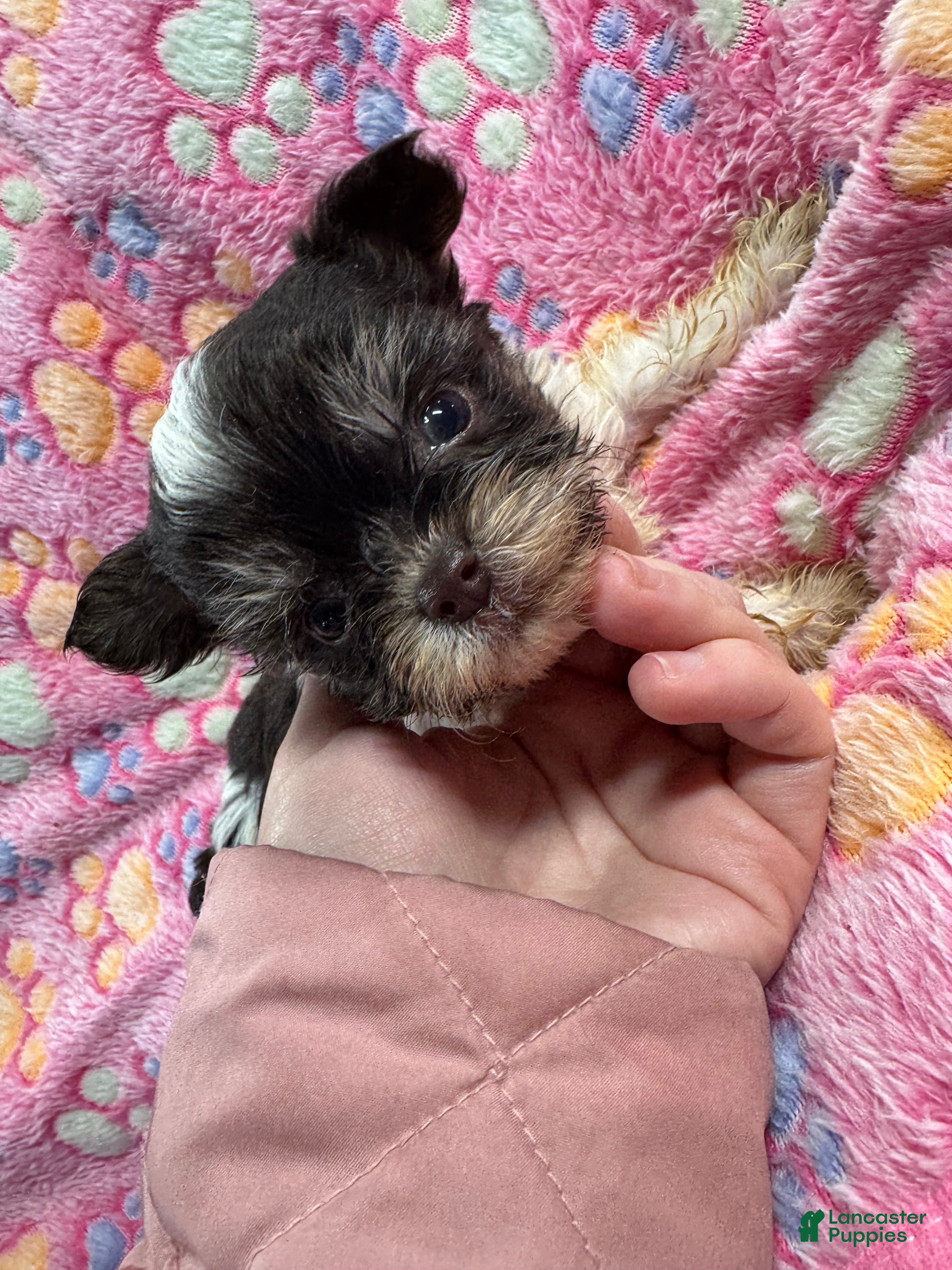 Yorkshire Terrier dogs Yorkshire Terrier Puppy 2 - Ad 1