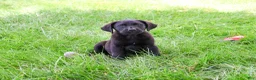 Labrador Retriever dogs for sale: Iridessa  - Ad 8