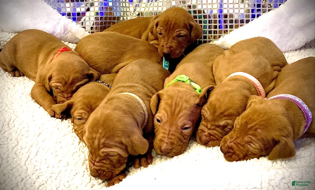Vizsla dogs for sale: Vizsla Puppy 1 - Ad 10