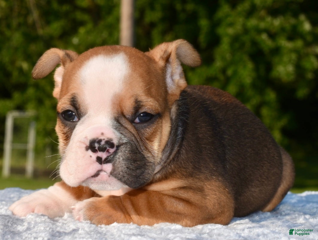 Mixed Breed dogs Bruno mini hybrid bulldog  - Ad 2