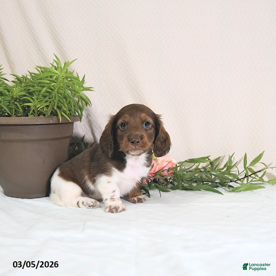 Miniature Dachshund dogs Enzo - Ad 1