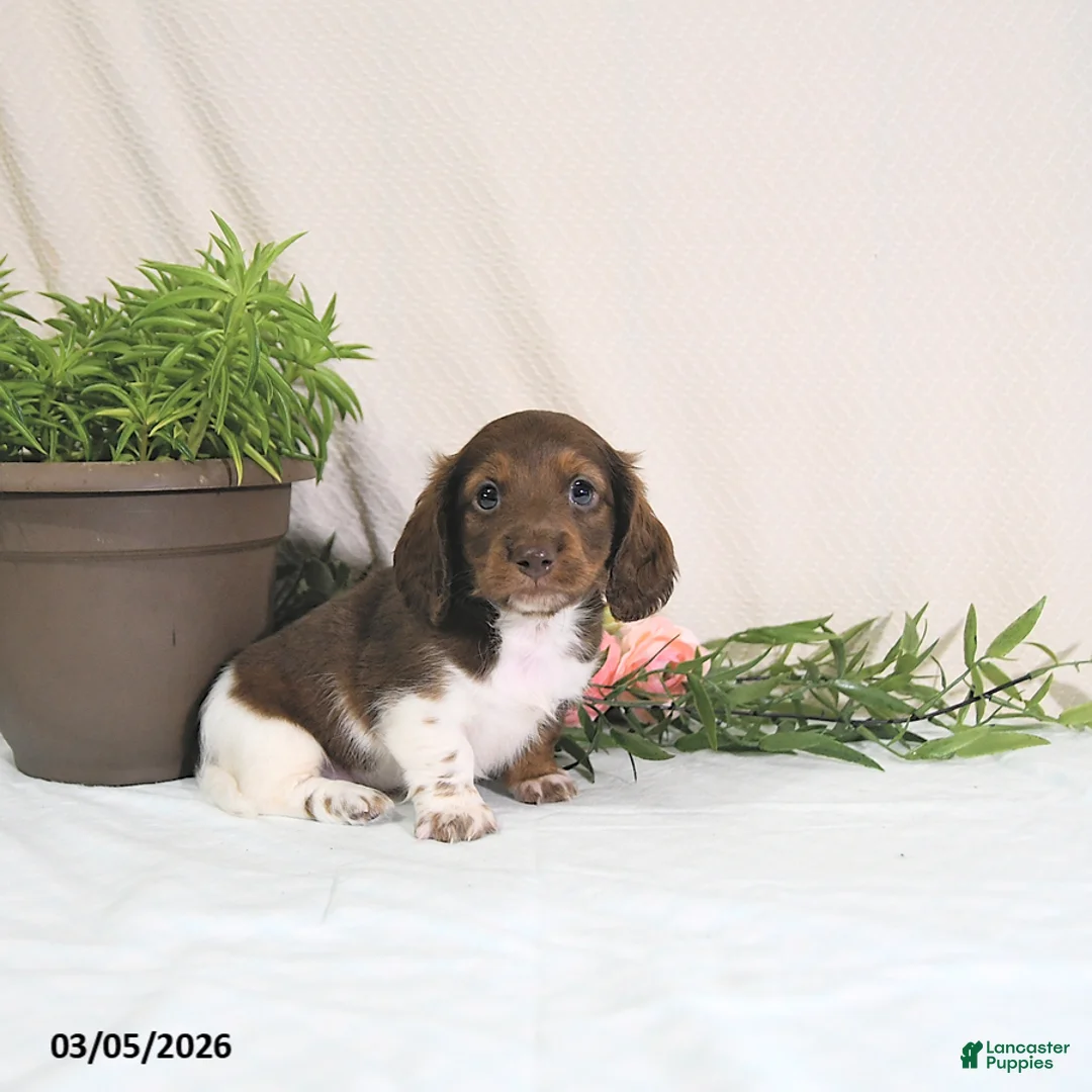 Miniature Dachshund dogs for sale: Enzo - Ad 1