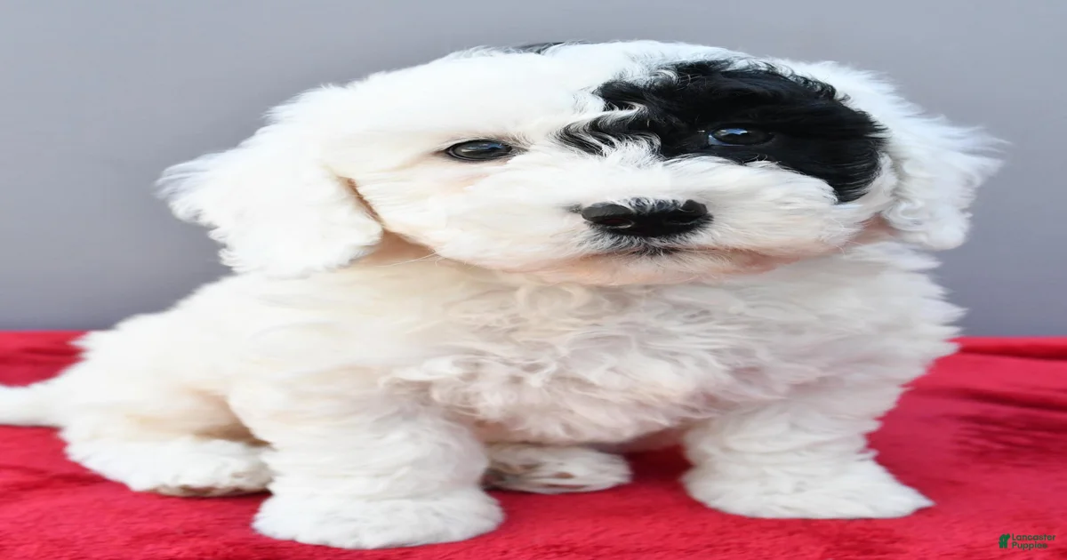 Mini Sheepadoodle Puppies for sale in Detroit, Michigan | Lancaster Puppies