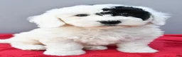 Mini Sheepadoodle dogs for sale: Theo - Ad 1