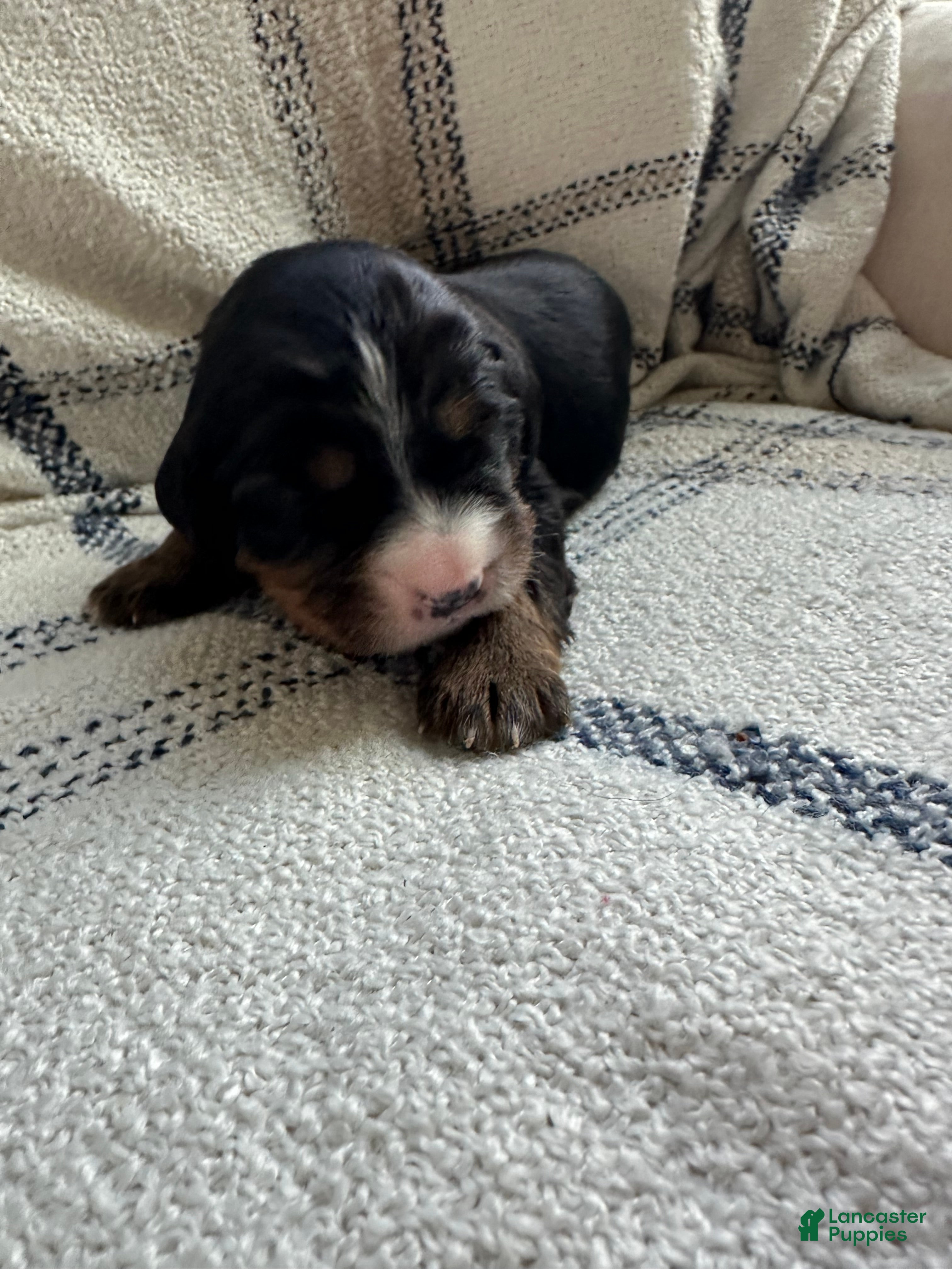 Miniature Bernese Mountain Dog dogs Miniature Bernese Mountain Dog Puppy 6 - Ad 1