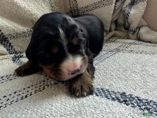 Miniature Bernese Mountain Dog dogs Miniature Bernese Mountain Dog Puppy 6 - Ad 1