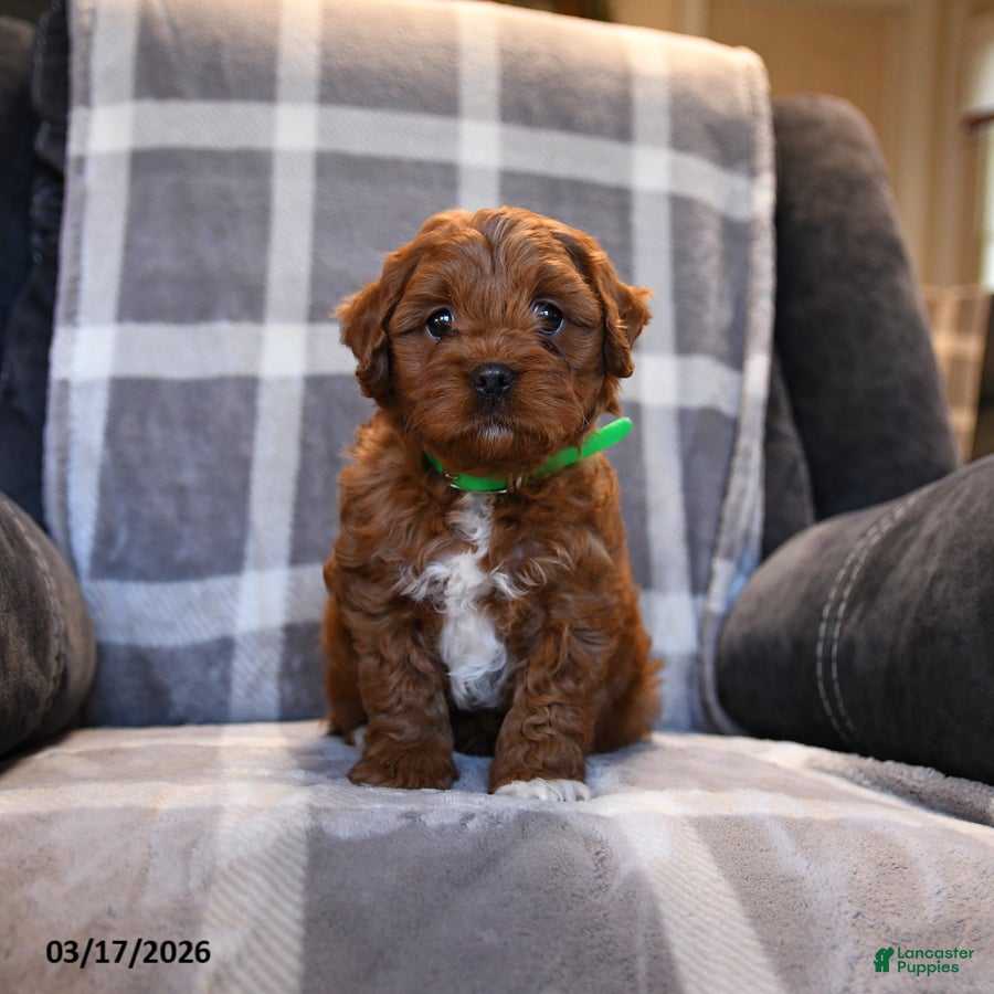 Cavapoo dogs Paddington - Ad 1