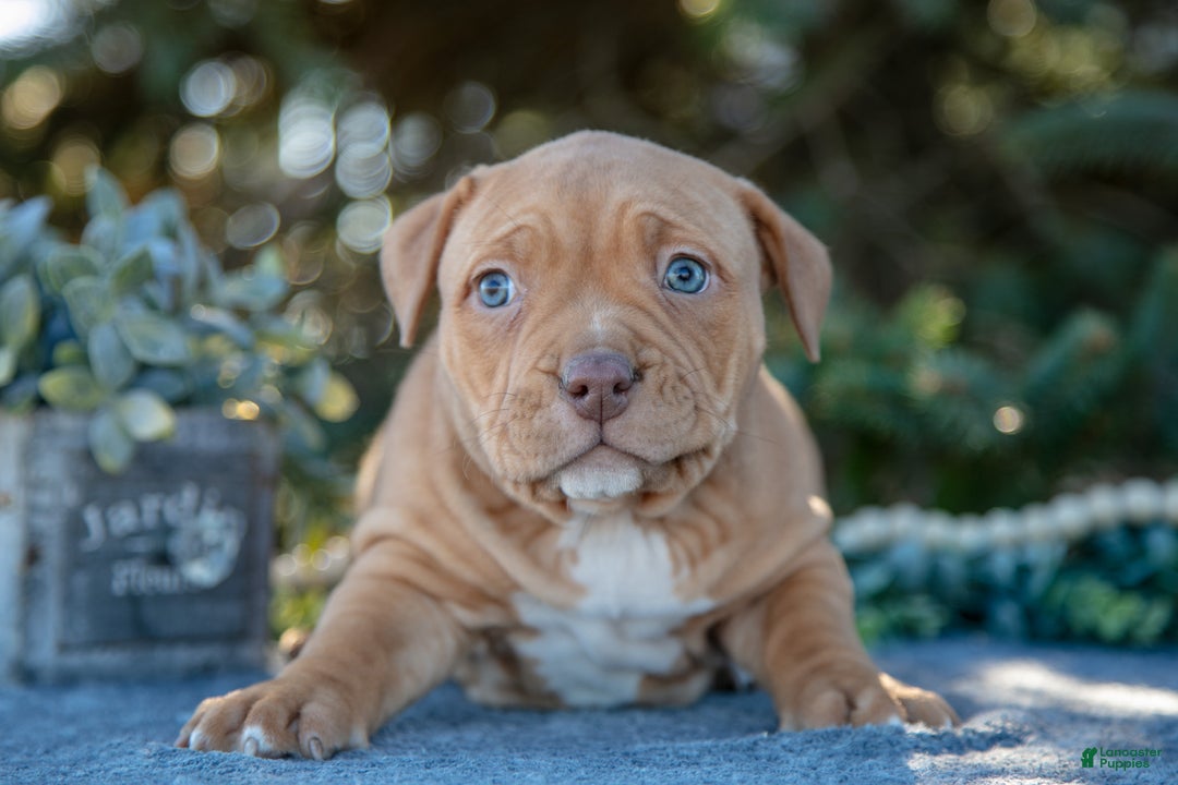 American Bully dogs for sale: Lyla - Ad 3