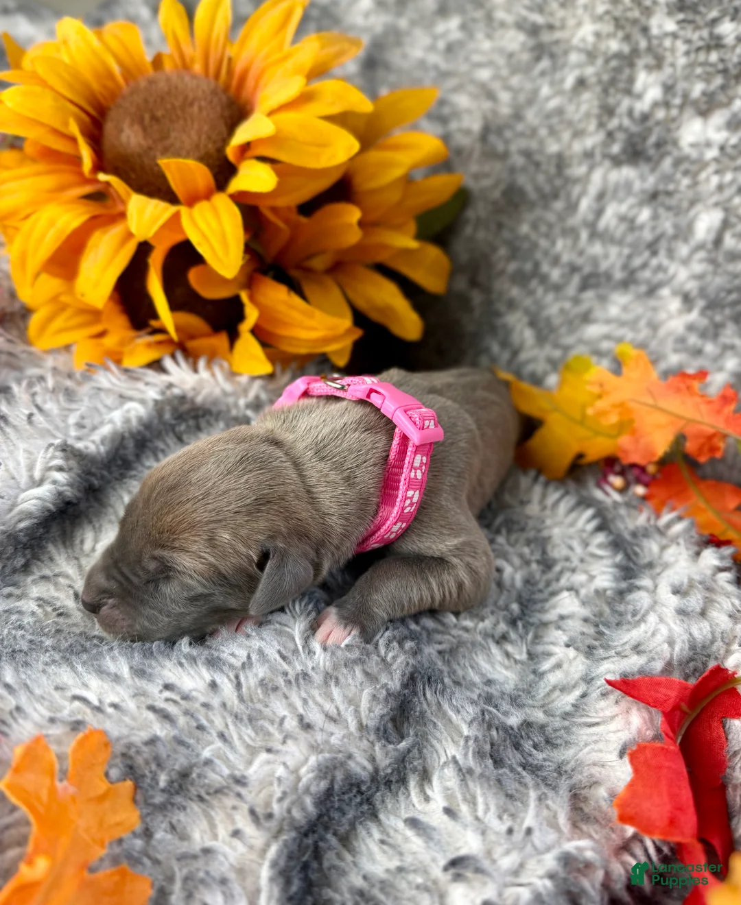 Great Dane dogs for sale: Blue Fawn (Heavy Euro) - Ad 16