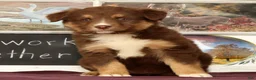 Miniature Australian Shepherd dogs for sale: Sheila - Ad 1