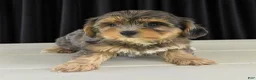 Yorkiepoo dogs for sale: Harrison - Ad 4