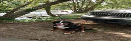 Bernese Mountain Dog dogs for sale: Sunny - Ad 4