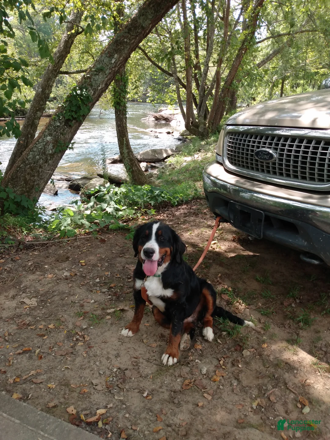 Bernese Mountain Dog dogs for sale: Sunny - Ad 4