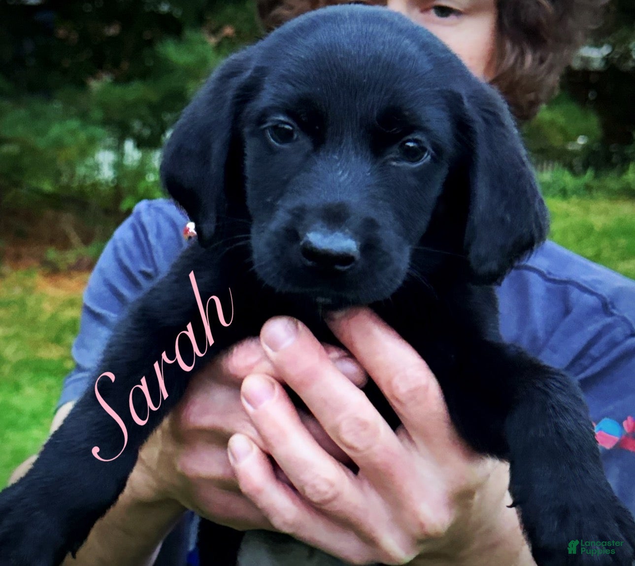 Labrador Retriever dogs Labrador Retriever 1 - Ad 1