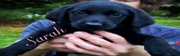 Labrador Retriever dogs for sale: Labrador Retriever 1 - Ad 1