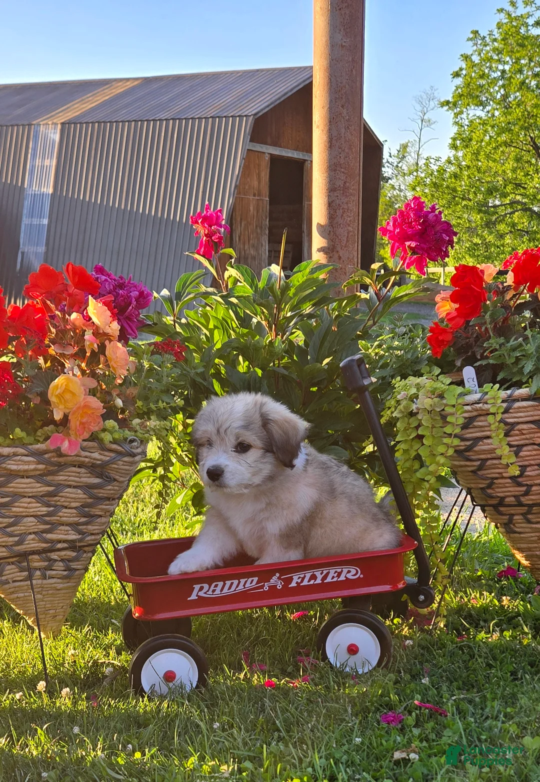 Mixed Breed dogs for sale: Thomas - Ad 1
