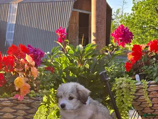 Mixed Breed dogs for sale: Thomas - Ad 4