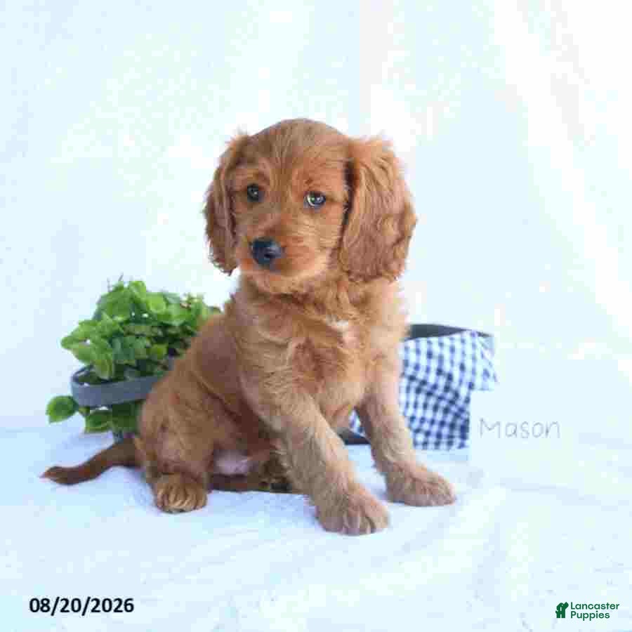Cavapoo dogs Mason - Ad 2