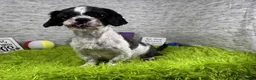 Shihpoo dogs for sale: Shihpoo 2 - Ad 7