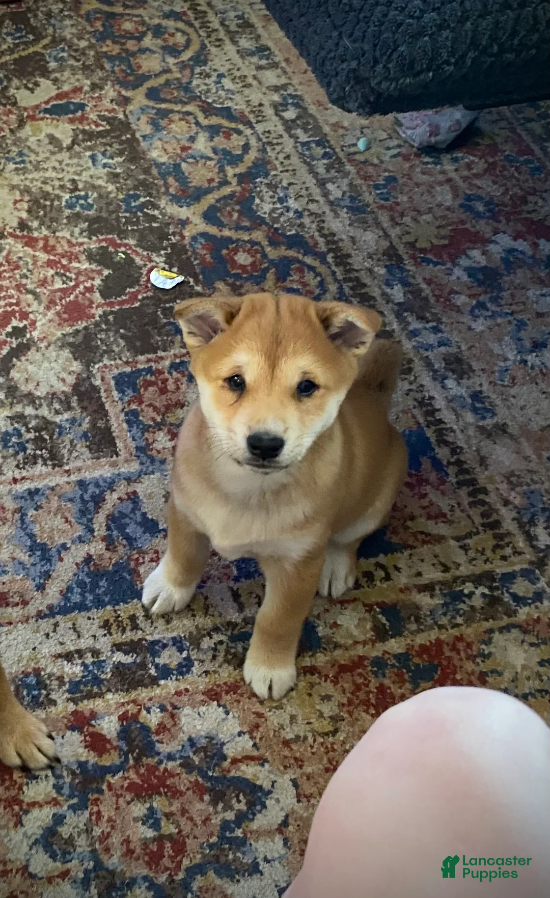 Shiba Inu dogs for sale: Shiba Inu Puppy 1 - Ad 1