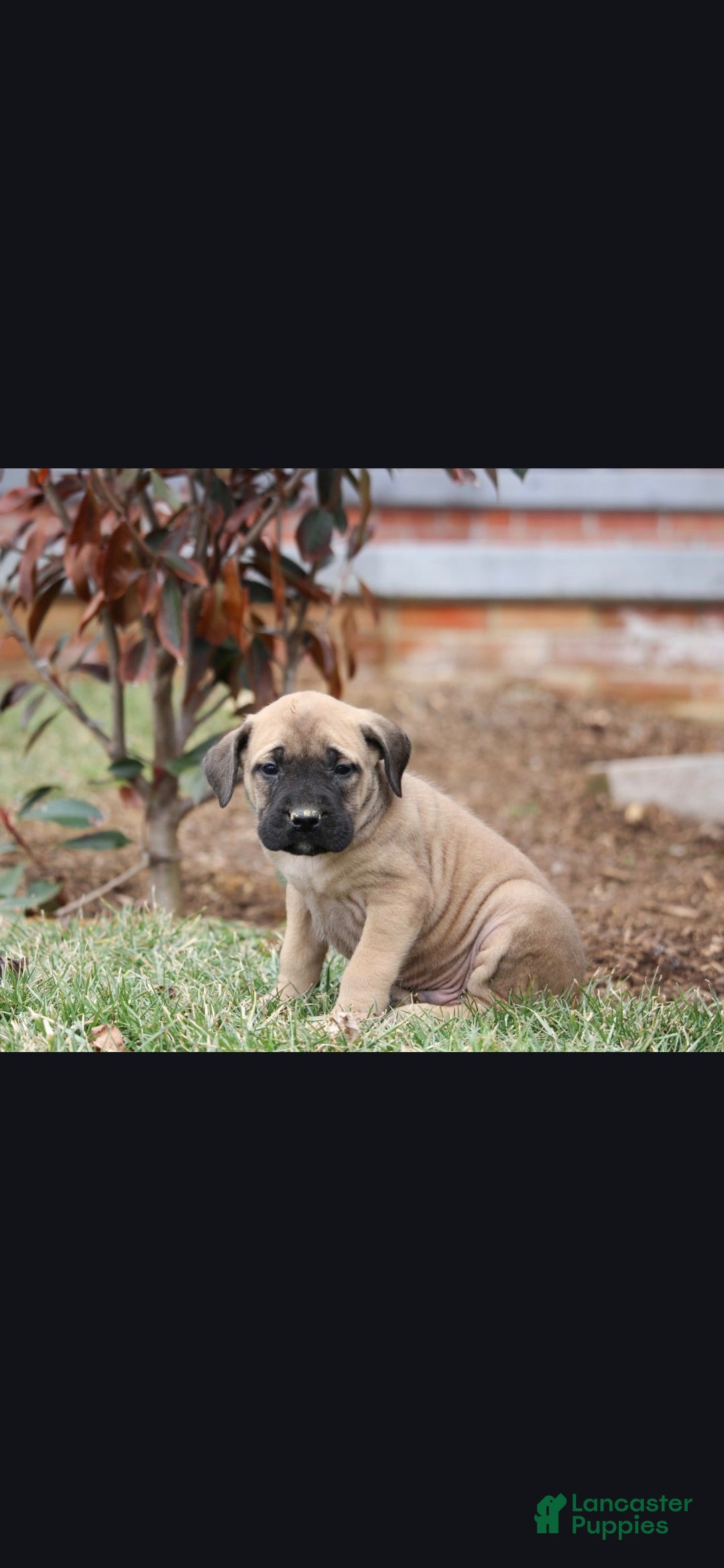English Mastiff dogs Everest - Ad 1
