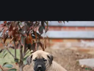English Mastiff dogs for sale: Everest - Ad 1